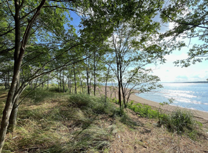 Looking out from within a grassy area with small deciduous trees towards a sandy beach and bright blue water.