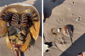 Two images. On the left, an upside down horseshoe crab. On the right, a horseshoe crab shell in on a sand beach.
